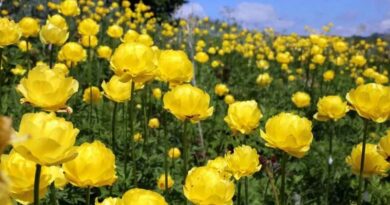 Zergeboglár (Trollius)