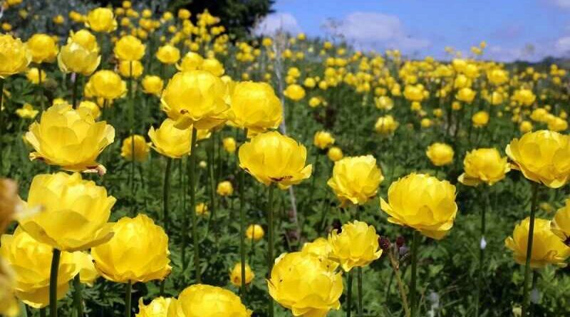 Zergeboglár (Trollius)