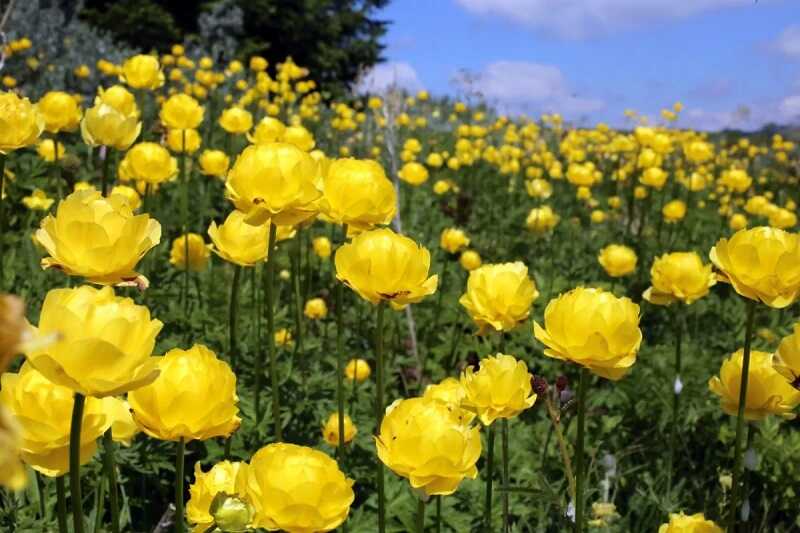 Zergeboglár (Trollius)