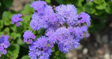 Bojtocska (Ageratum houstonianum)