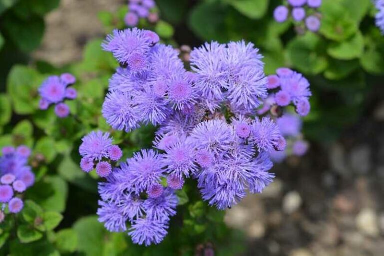 Bojtocska (Ageratum houstonianum)