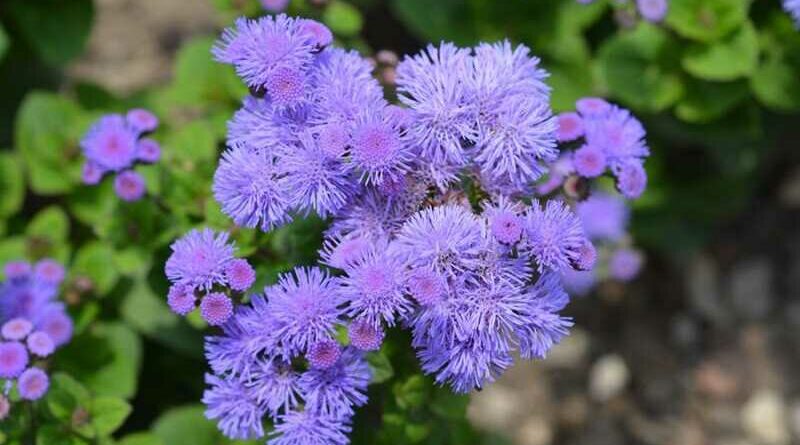 Bojtocska (Ageratum houstonianum)