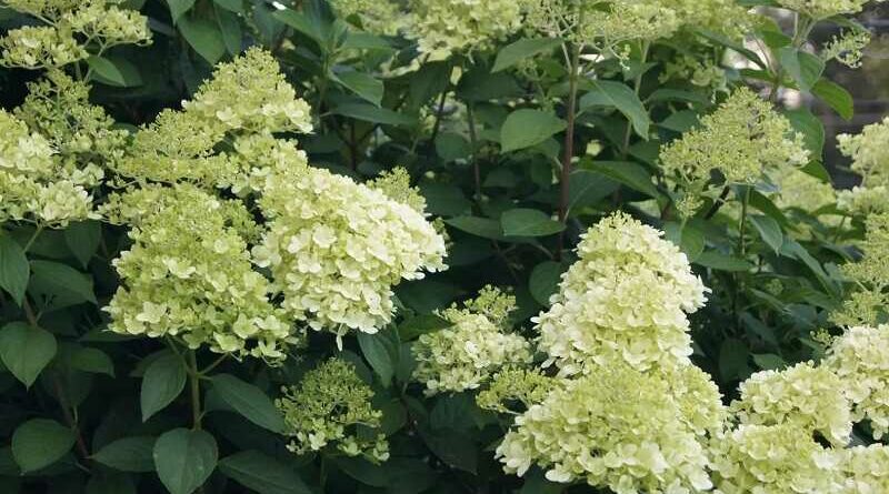 Bugás hortenzia (Hydrangea paniculata)