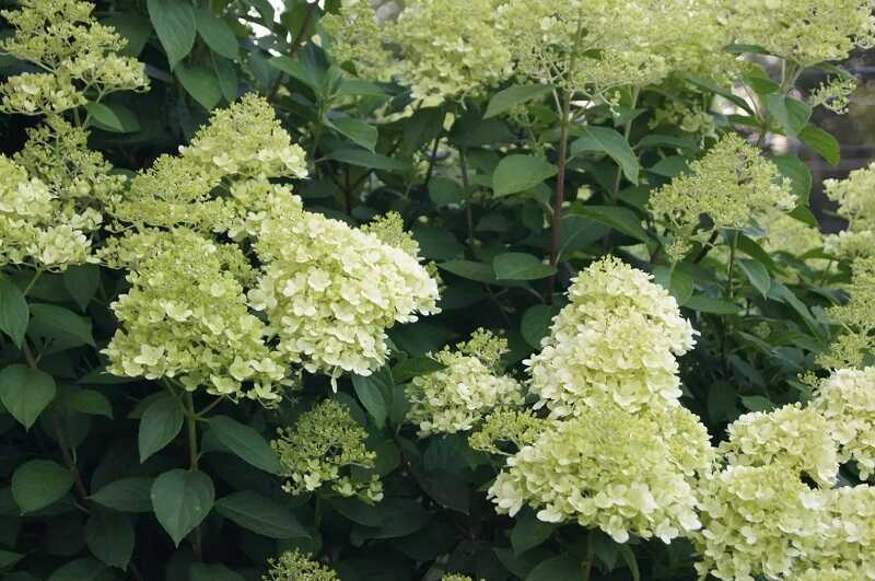 Bugás hortenzia (Hydrangea paniculata)