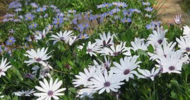 Cseppecskevirág (Osteospermum ecklonis)