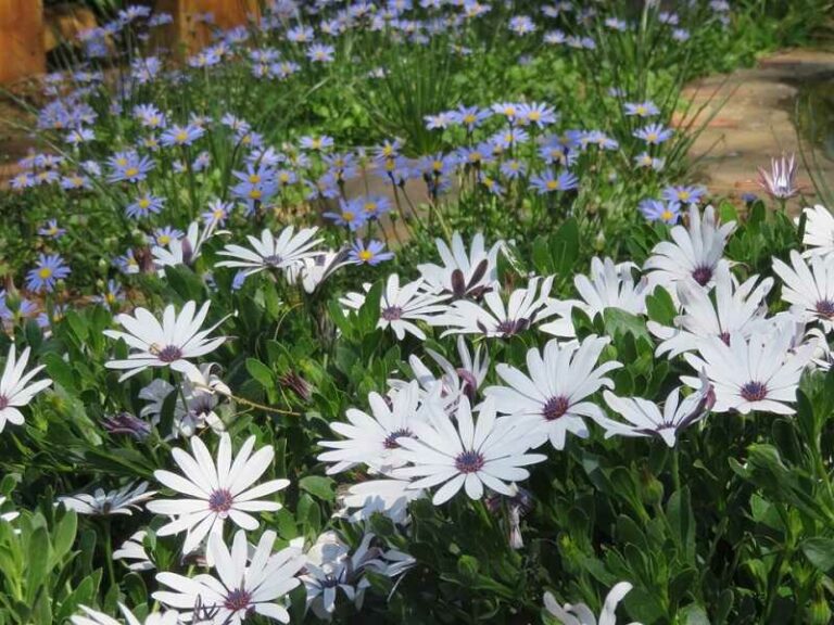 Cseppecskevirág (Osteospermum ecklonis)