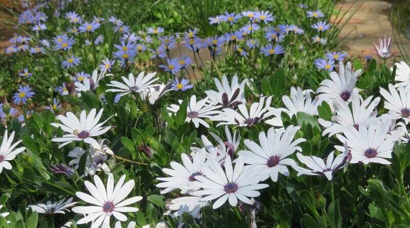 Cseppecskevirág (Osteospermum ecklonis)