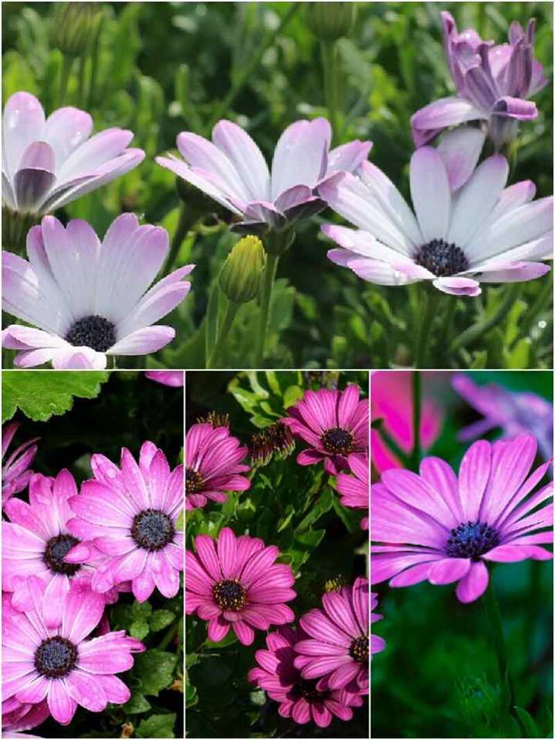 cseppecskevirág  (Osteospermum ecklonis)