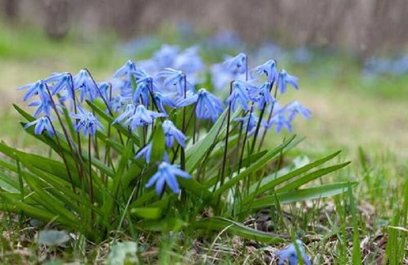 Csillagvirág fajták, ültetése, gondozása | Scilla