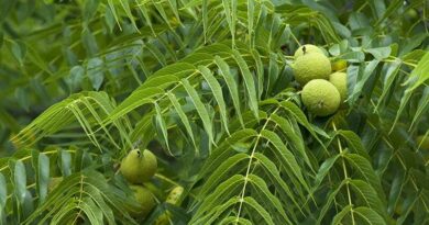 Fekete dió (Juglans nigra)