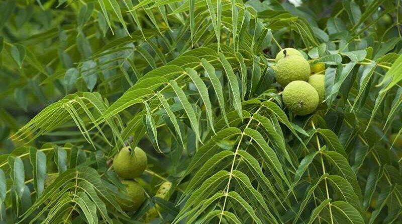 Fekete dió (Juglans nigra)