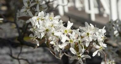 Kanadai fanyarka (Amelanchier canadensis)