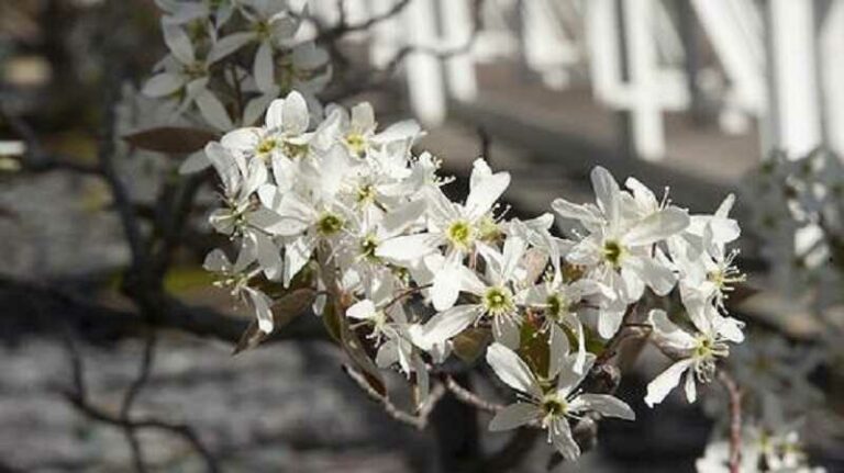 Kanadai fanyarka (Amelanchier canadensis)