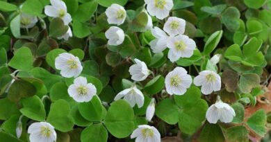 Madársóska (Oxalis)