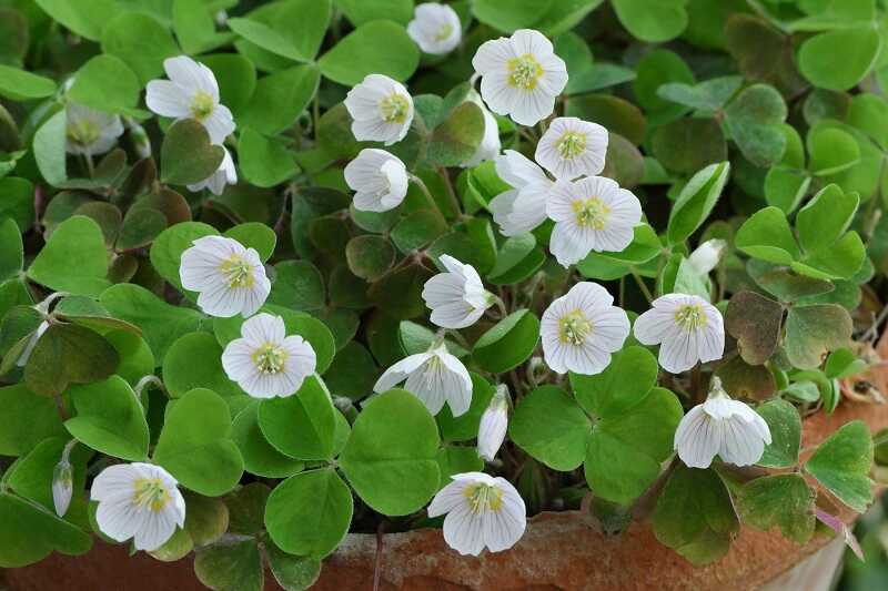 Madársóska (Oxalis)