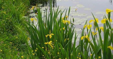 Mocsári nőszirom (Iris pseudacorus)