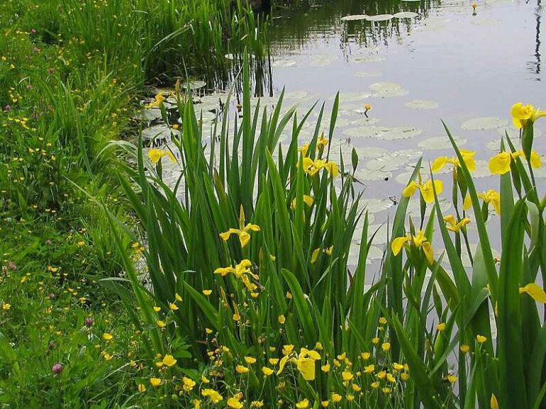 Mocsári nőszirom (Iris pseudacorus)