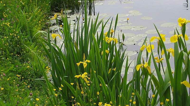 Mocsári nőszirom (Iris pseudacorus)