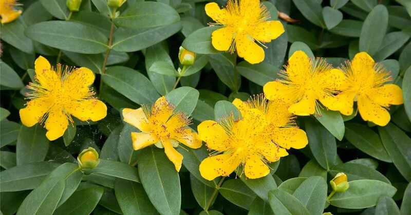 Orbáncfű (Hypericum)