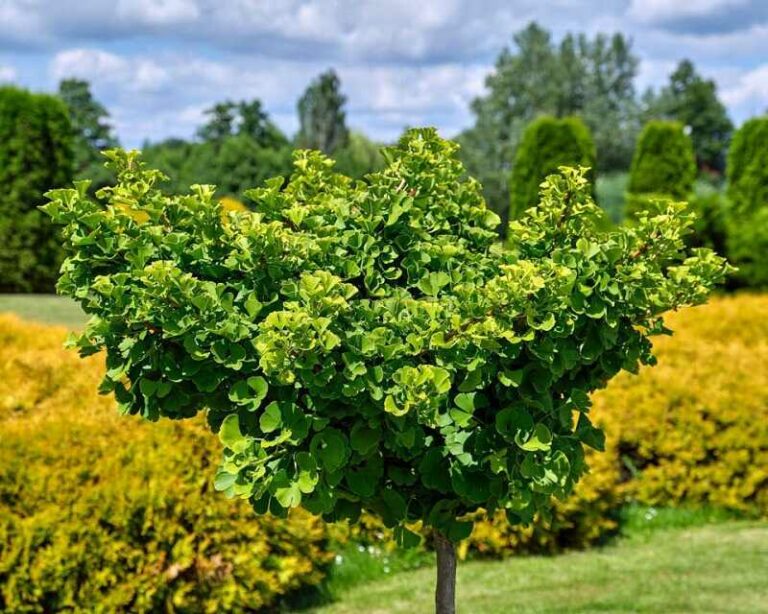 Páfrányfenyő (Ginkgo biloba)