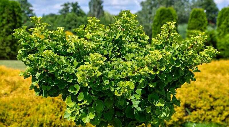 Páfrányfenyő (Ginkgo biloba)