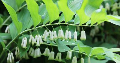 Salamonpecsét (Polygonatum)