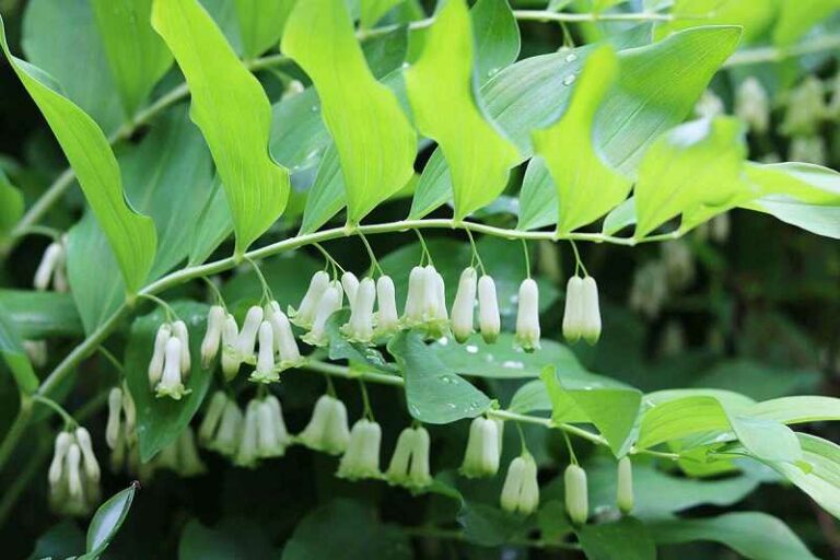 Salamonpecsét (Polygonatum)