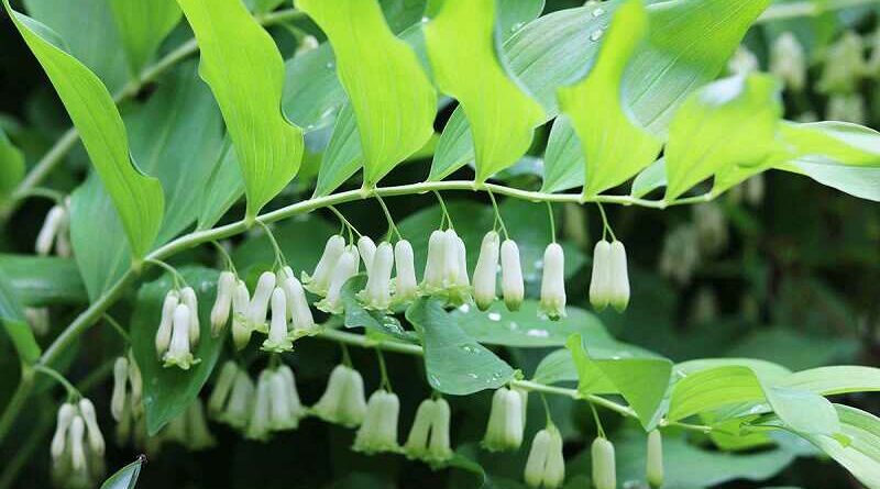 Salamonpecsét (Polygonatum)