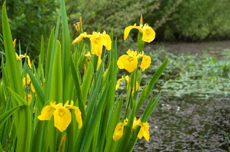 sárga nőszirom (Iris pseudacorus)