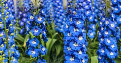 Sarkantyúfű (Delphinium)