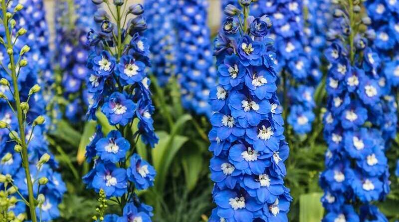 Sarkantyúfű (Delphinium)