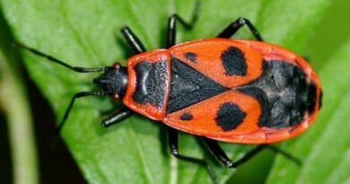 Verőköltő bodobács (Pyrrhocoris apterus)