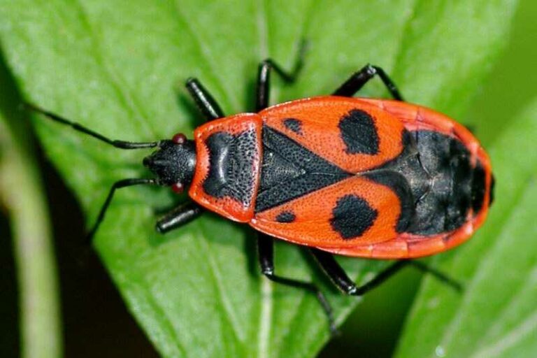 Verőköltő bodobács (Pyrrhocoris apterus)