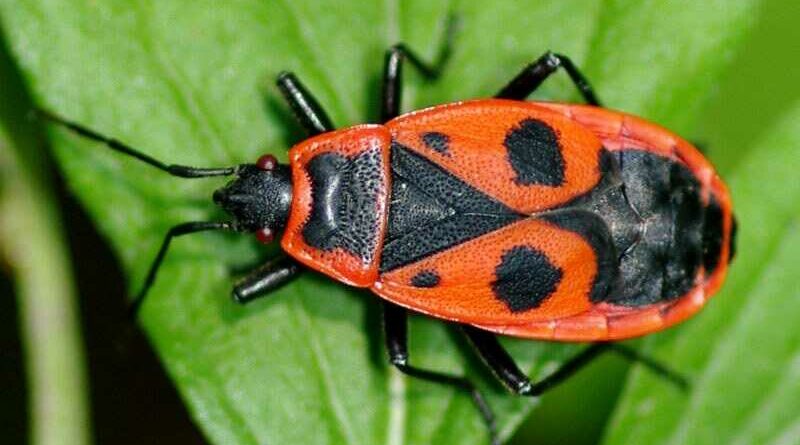 Verőköltő bodobács (Pyrrhocoris apterus)