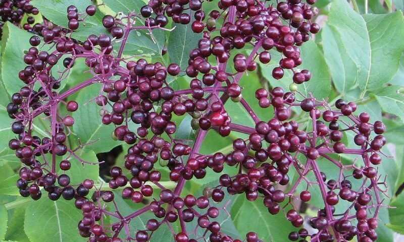 amerikai bodza (Sambucus canadensis)