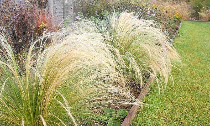 Árvalányhaj (Stipa)