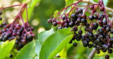 Bodza (Sambucus)