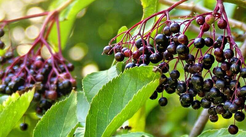 Bodza (Sambucus)