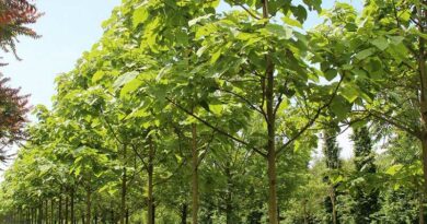 Császárfa (Paulownia tomentosa)