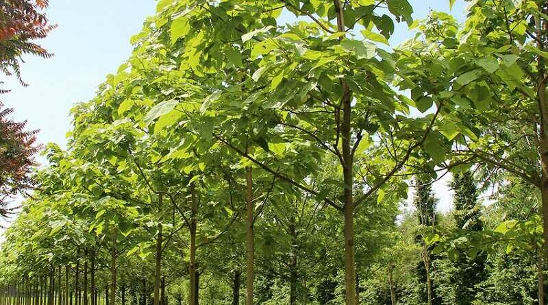 Császárfa (Paulownia tomentosa)