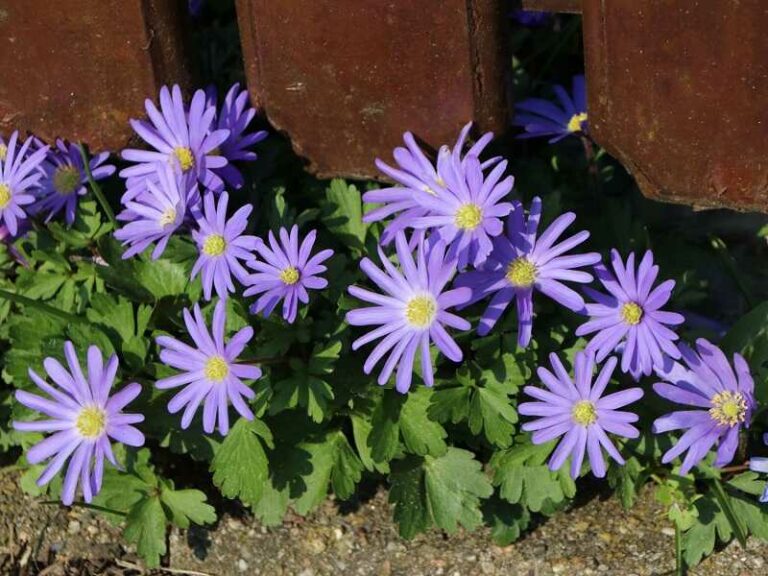 Csinos szellőrózsa (Anemone blanda)