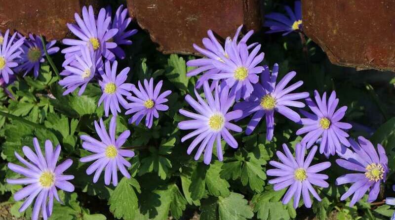 Csinos szellőrózsa (Anemone blanda)