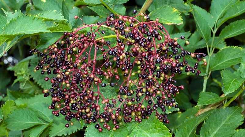 fekete bodza (Sambucus nigra)