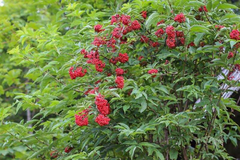 fürtös bodza (Sambucus racemosa)