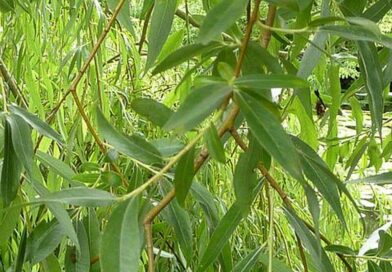 fűz (salix)