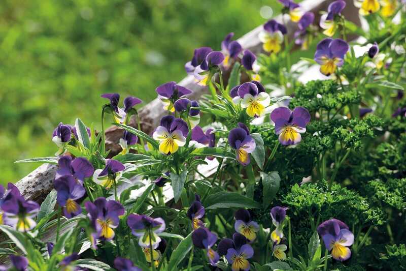 Háromszínű árvácska (Viola tricolor)