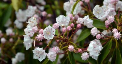 Hegyibabér (Kalmia latifolia)