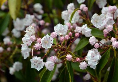 Hegyibabér (Kalmia latifolia)