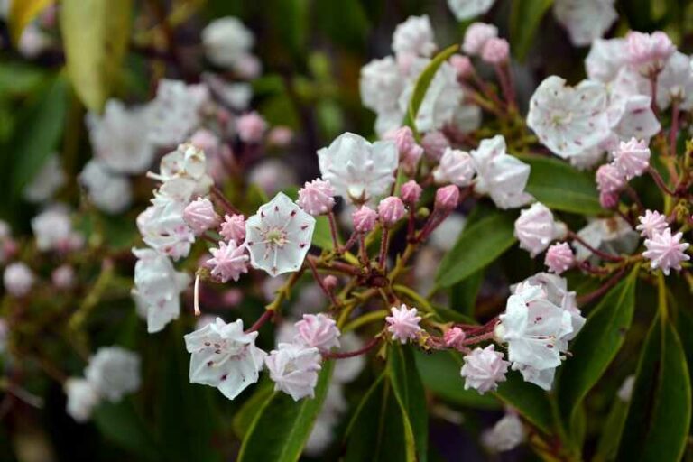 Hegyibabér (Kalmia latifolia)