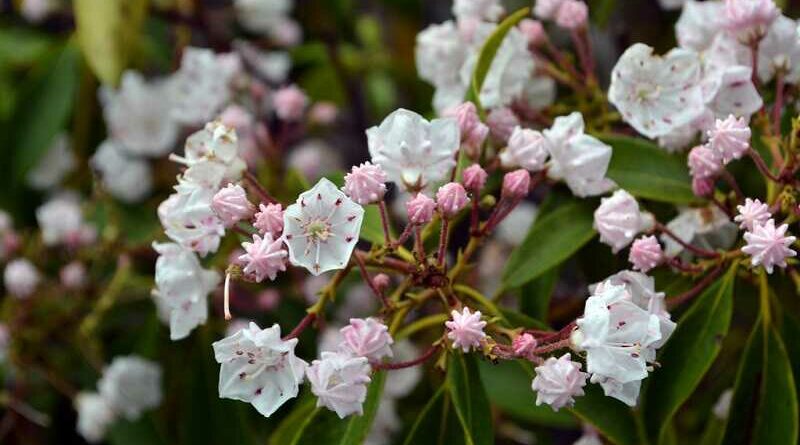 Hegyibabér (Kalmia latifolia)